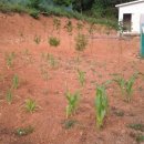 기용농장 이미지