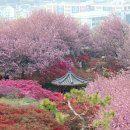 (여행) "온통 벚꽃뿐이네"... 환상적인 풍경 자랑하는 벚꽃 섬과 벚꽃 동산 이미지