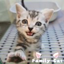패밀리캣 이미지