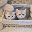 강아지고양이유기견무료말티푸랙돌먼치킨포메라니안 | 🐶 용인애견분양 알아보다가 마음까지 사로잡힌 펫아미 방문 후기