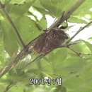 매미 이미지