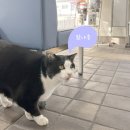 구정(삼척) | 일본 후쿠오카 고양이 섬 (아이노시마) 여행｜가는 법·꿀팁·주의사항·한 번에 총정리