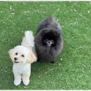 힐링애견샵 이미지