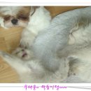 금쪽같은내새끼 동물병원 이미지