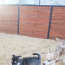 콜드베이켄넬 이미지