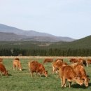 일우목장 이미지