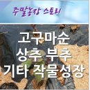 안만순농장 네이버블로그