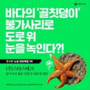 불가사리 이미지
