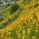 아름다운 금계국(金鷄菊)...A Flower Is All You Need 이미지