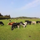 남주목장 이미지