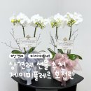 W.15 상견례 선물 추천 제이미플레르 호접란 내돈내산 후기 (대가성 X)