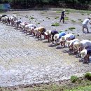 충무공농악 이미지