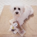 [비숑]희동이 강아지오래먹는간식 소우신 불리스틱 개껌 :: 댕스까까 소우신 강아지간식