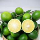 준순농장 | 청귤청 맛있게 담그기 청귤 잼 무농약 풋귤 준비하기!