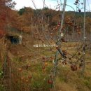 사과나무부동산공인중개사사무소 이미지