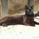 꺼멍머리 이미지