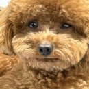 세이브 동물병원 | [반려 동물]강아지 발치 스케일링 비용 33만 원, 마이브라운 펫보험으로 21만 원 돌려받은 솔직 후기!