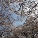 2025년 벚꽃 개화 시기 완벽 예측! 숨은 벚꽃 명소 총정리 (지역별 완벽 가이드)