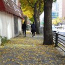 대흥 은행나무길 이미지