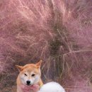 핑크애견 이미지