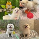 스타몽 | 서울 강남 서초 애견호텔 스타몽 산책도 하는 강아지 호텔링