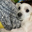 살구펫 네이버블로그