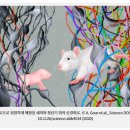 시냅스파트너