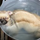 하나카동물병원 이미지