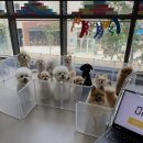 모여라댕댕이 이미지