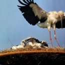 황새둥지 이미지