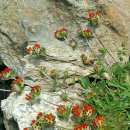 소백정원 이미지