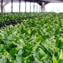 제주 삼도파초일엽 자생지 이미지