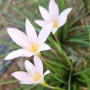 프레리