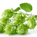 홉스(HOPS) 이미지