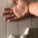 꼬마꼬꼬 이미지