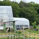 살구미농장 | 용인다육농장_다육완성분 대규모 다육농장[🌳기흥호수농장]_금손 식집사들의 집합~ 가보면 좋은 곳