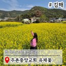 좋은밭교회 앞 횡단보도 | 창원근교가볼만한곳 김해 주촌중앙교회 유채꽃 실시간 꽃구경