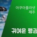 제주도 관광지 아쿠아리움 제주 아쿠아플라넷 아이랑 갈만한곳 이미지