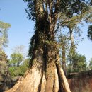 비밀의 사원 이미지