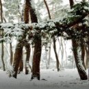 한겨울 추위의 푸른 소나무 이미지