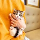 인천강아지분양 고양이분양 24시 데려가개 청라점 이미지