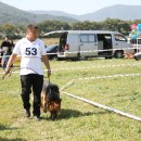 애견전람회 이미지