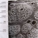 척수(spinal cord)와 척수신경(spinal nerve)| 이미지