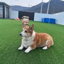 1455 | 경주 펫스테이 1455 애견펜션 😍