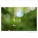 참닻꽃,금강초롱꽃,토현삼,큰세잎쥐손이풀 이미지