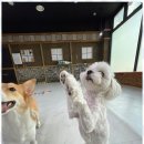 우리아이유치원 | 천안애견유치원 우리 아이 천국 같은 날, 노케이지 후기