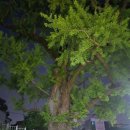 백무 | 부천 원종동 점집 사주 잘 보는곳 백무신당 후기