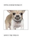 성질머리 Daum카페