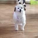 포스트다다 이미지