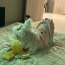 동행동물병원 | 부산 반려동물 고양이 강아지 침치료 가능한 윤은채 재활한방 동물병원 방문 후기